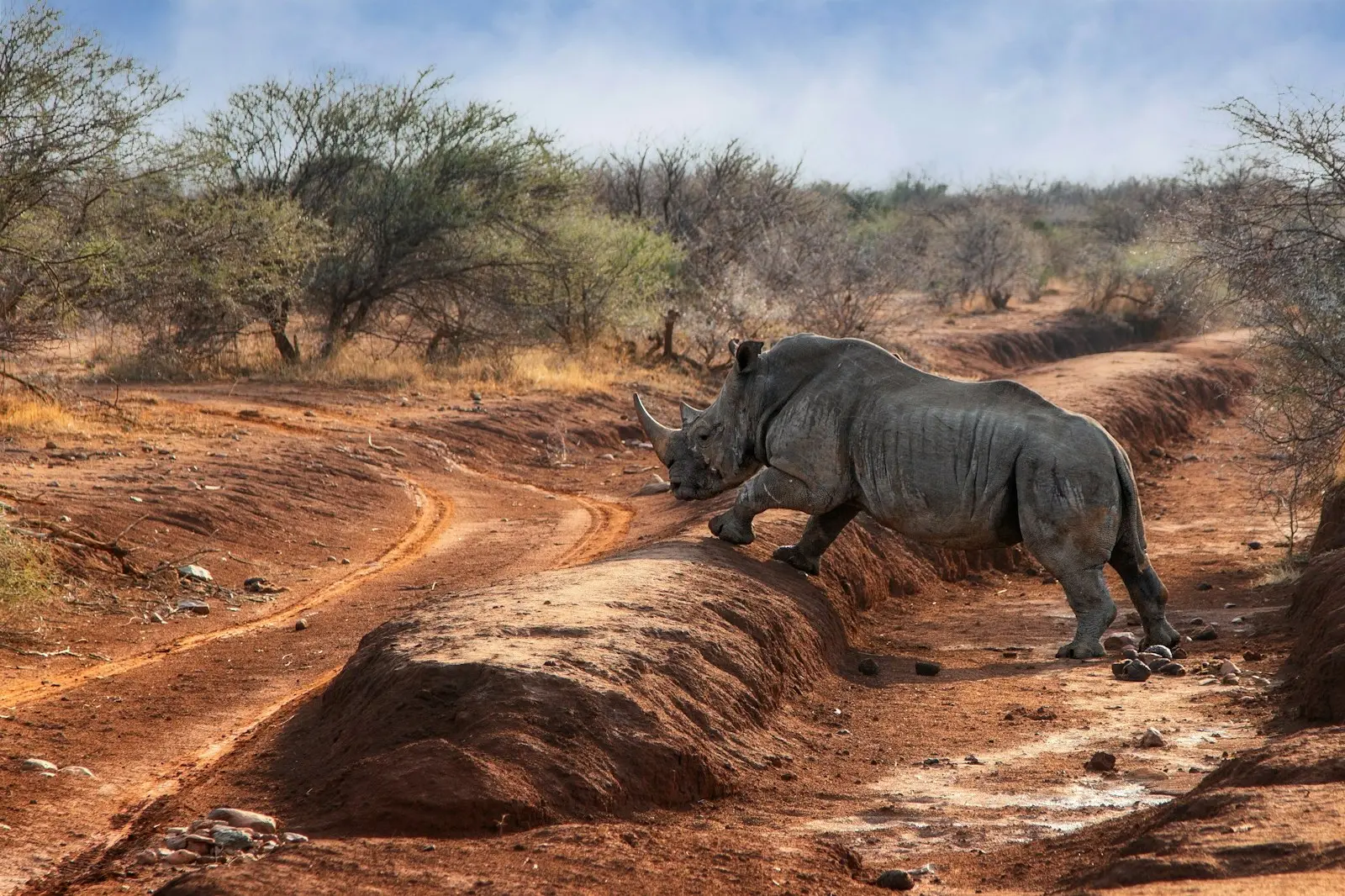 A rhinoceros crossing a safari road in South Africa