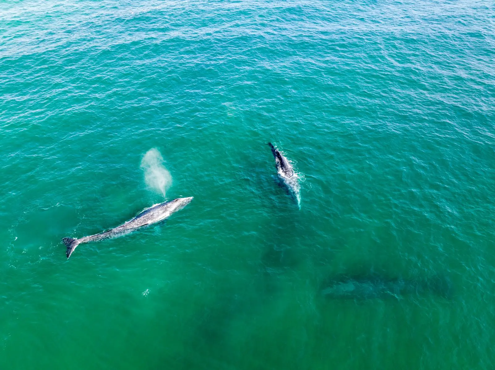 Whales swimming in clear ocean water